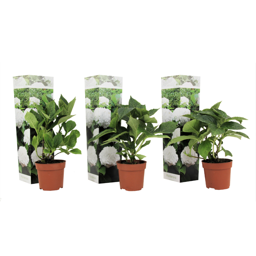 Hortensia - Set de 3 - Hydrangea macrophylla 'Wudu' - Hauteur 25-40cm - ⌀9cm