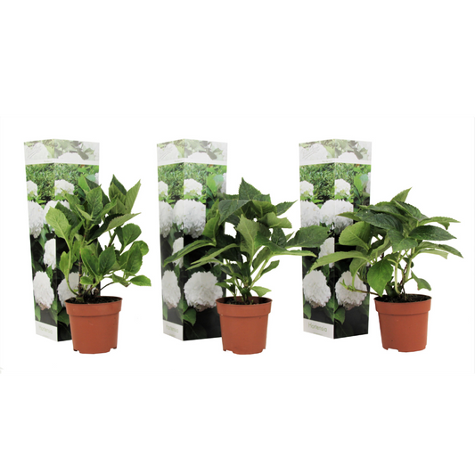 Hortensia - 3 pcs. - Hydrangea macrophylla 'Wudu' - Height 25-40cm - ⌀9cm
