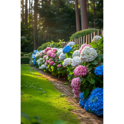 Hortensia - Set de 6 - Hydrangea macrophylla - Hauteur 25-40cm - ⌀9cm