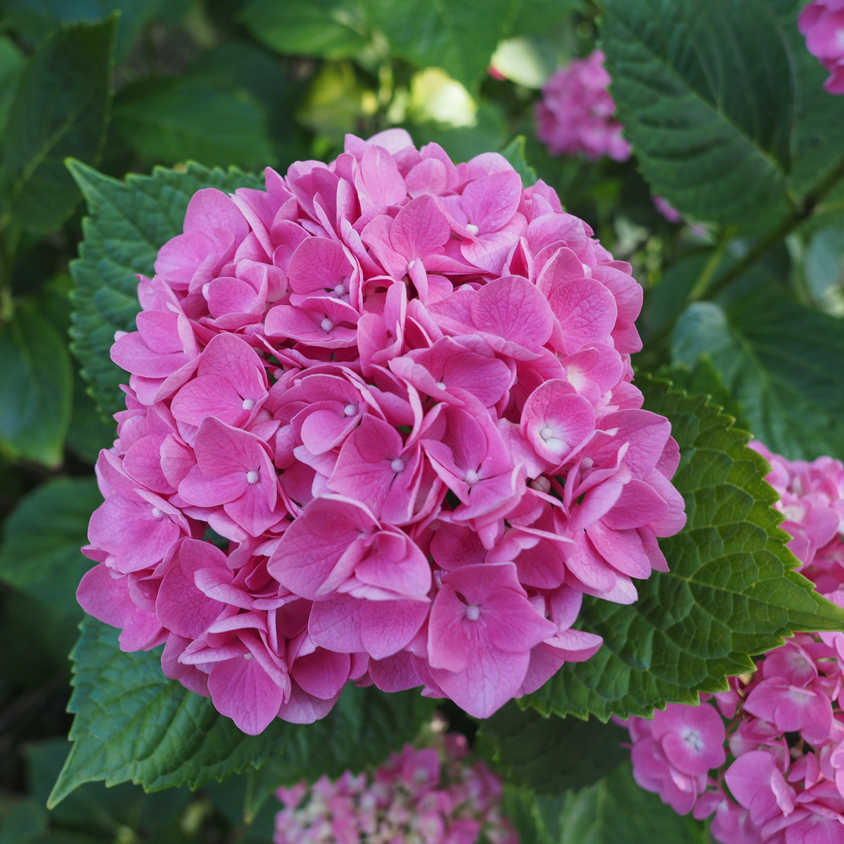 Hortensia - Set de 6 - Hydrangea macrophylla - Hauteur 25-40cm - ⌀9cm
