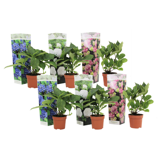 Hortensia - Set de 6 - Hydrangea macrophylla - Hauteur 25-40cm - ⌀9cm
