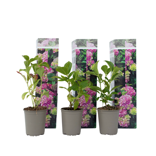 Hortensia - Set de 3 - Hydrangea macrophylla 'Early Pink' - H25-40cm - ⌀9cm - TD Plantz