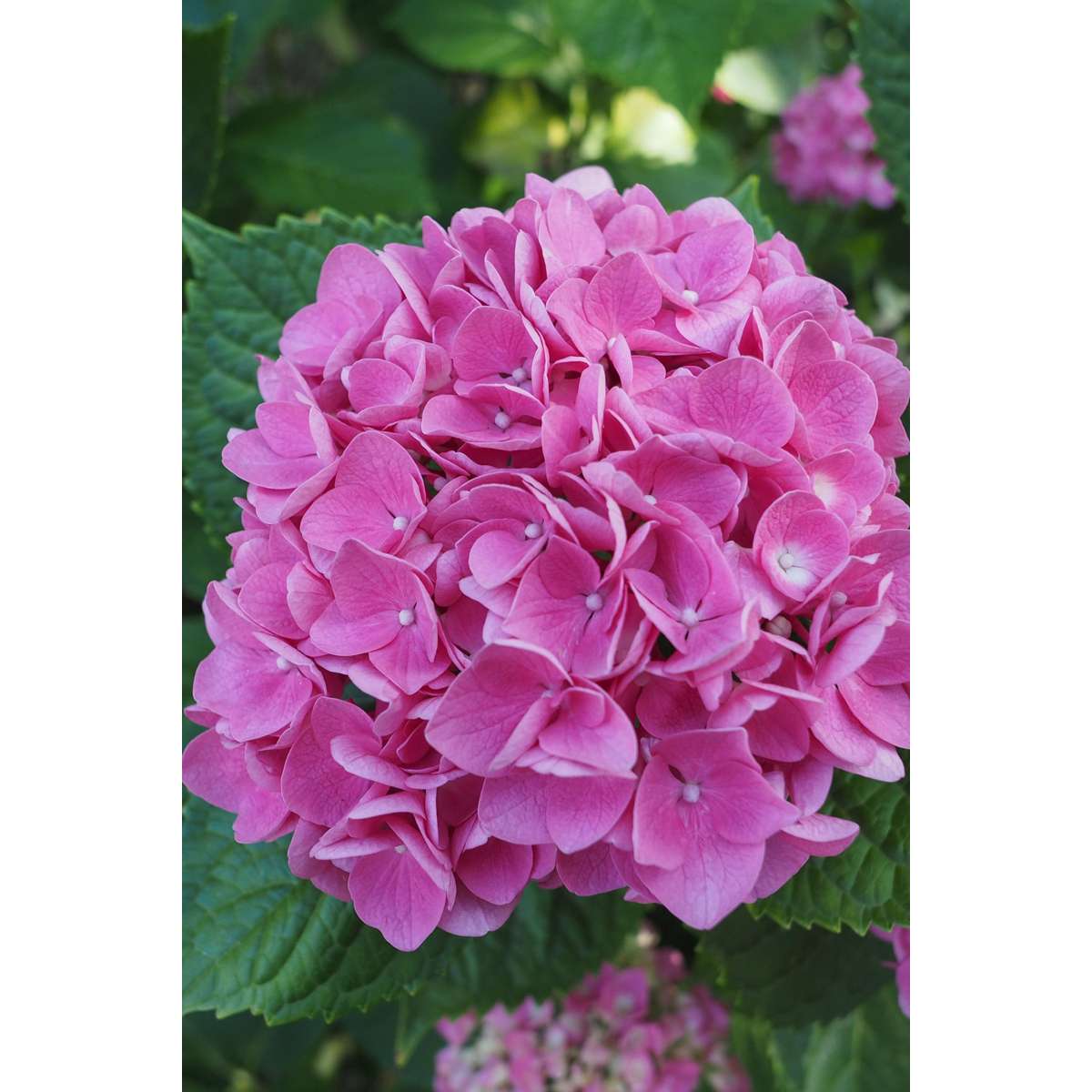 Hortensia - Set de 6 - Hydrangea macrophylla 'Early Pink' - H25-40cm - ⌀9cm
