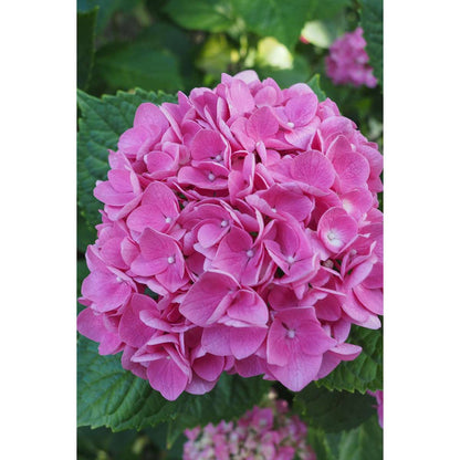 Hortensia - Set de 6 - Hydrangea macrophylla 'Early Pink' - H25-40cm - ⌀9cm
