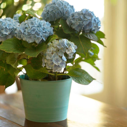 Hortensia - 6 pcs. - Hydrangea macrophylla teller 'Nizza' - H25-40cm - ⌀9cm