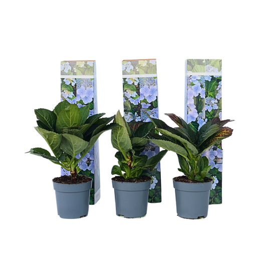 Hortensia - Set de 3 - Hydrangea macrophylla teller 'Nizza' - H25-40cm - ⌀9cm