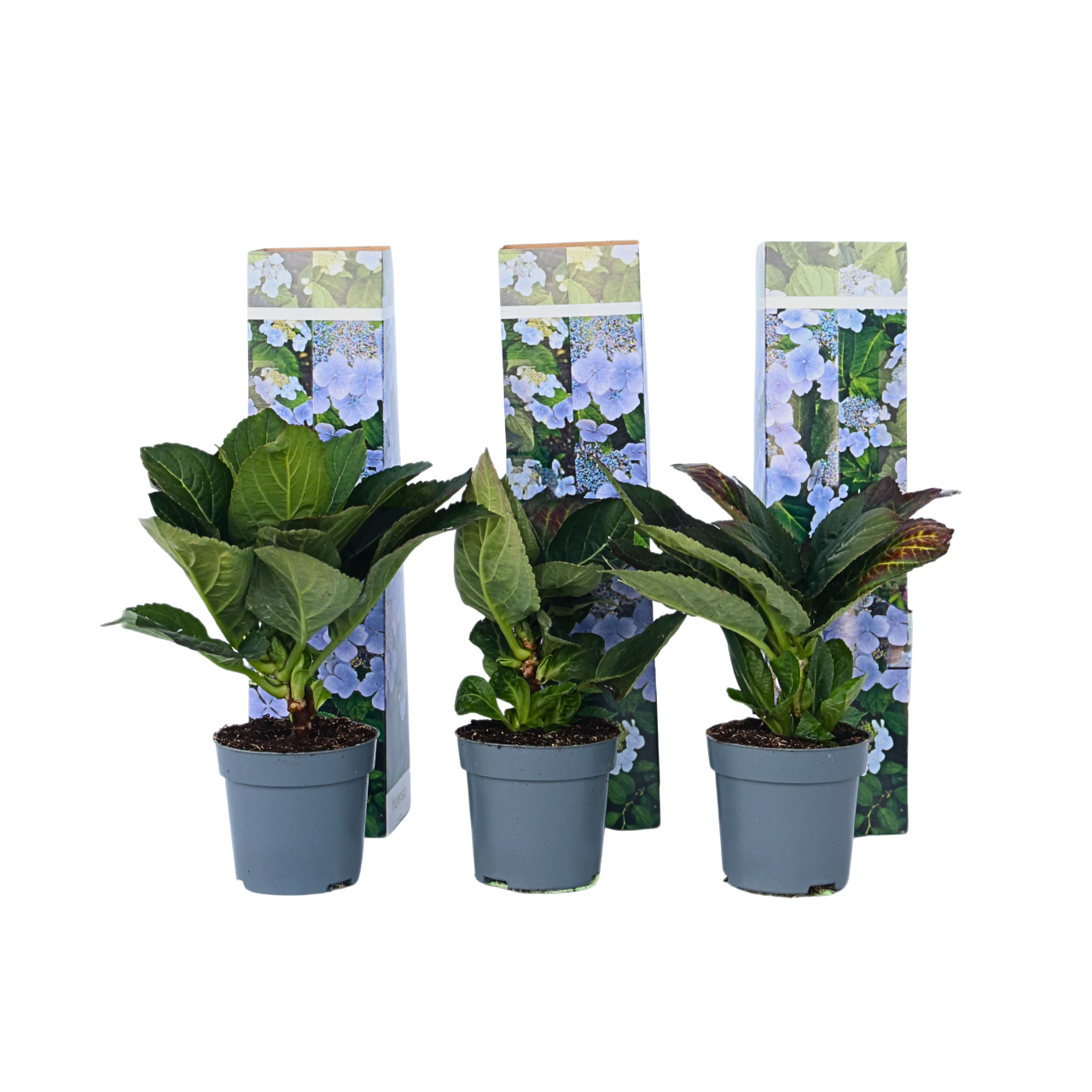 Hortensia - 6 pcs. - Hydrangea macrophylla teller 'Nizza' - H25-40cm - ⌀9cm