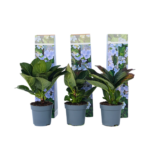Hortensia - Set de 6 - Hydrangea macrophylla teller 'Nizza' - H25-40cm - ⌀9cm