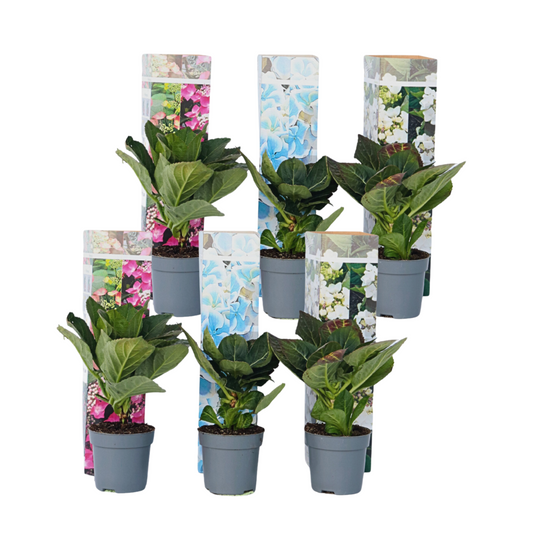 Hortensia - 6 pcs. - Hydrangea macrophylla - Height 25-40cm - ⌀9cm