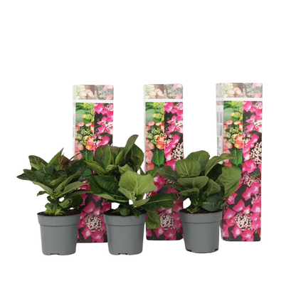 Hortensia - Set de 3 - Hydrangea macrophylla 'Red Bull' - Hauteur 25-40cm - ⌀9cm