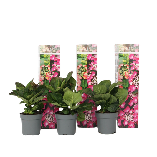 Hortensia - Set de 3 - Hydrangea macrophylla 'Red Bull' - Hauteur 25-40cm - ⌀9cm