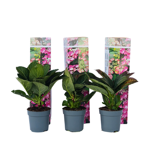 Hortensia - Set de 6 - Hydrangea macrophylla teller 'Red Bull' - H25-40cm - ⌀9cm