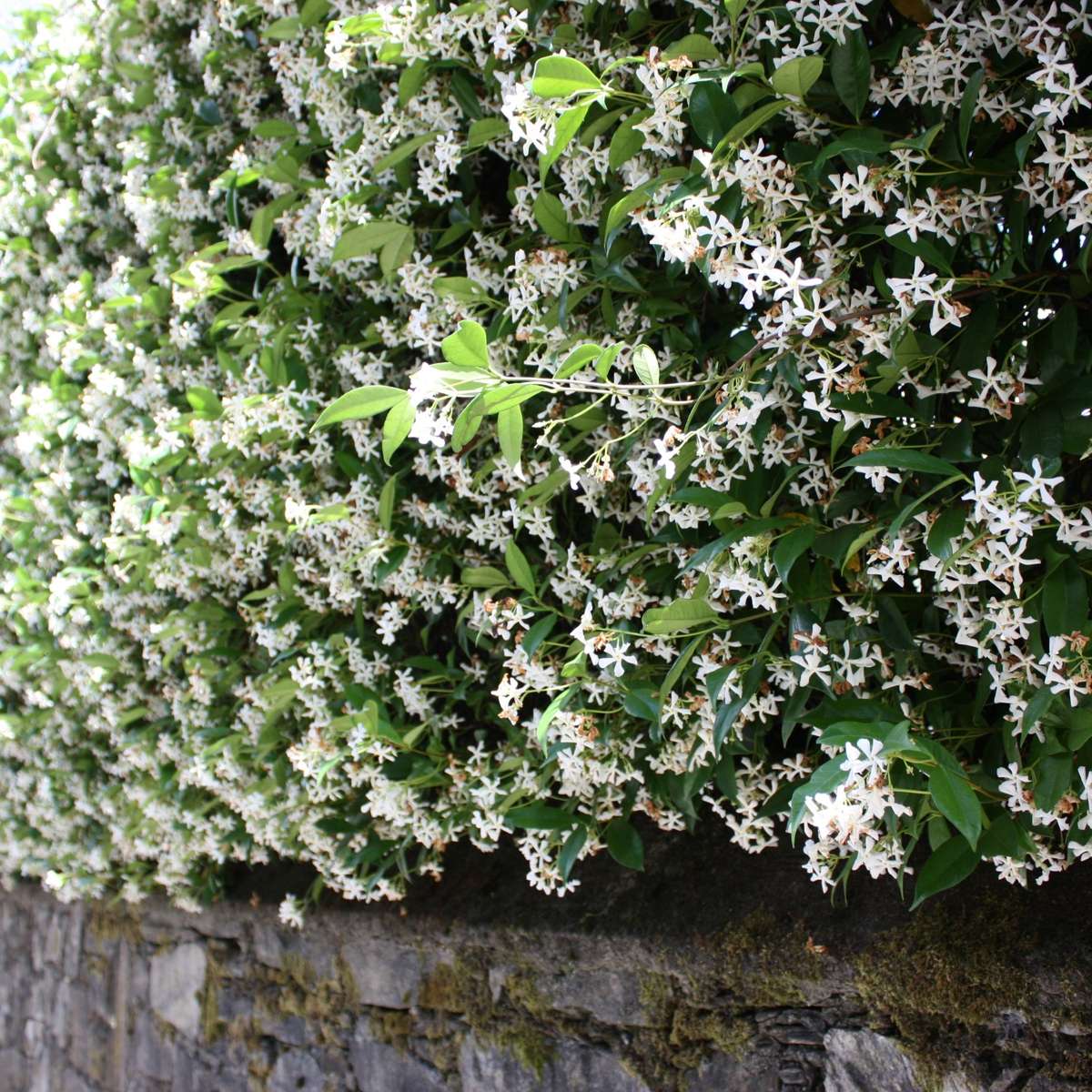 Star of Jasmine - 3 pcs. - Trachelospermum jasminoides - Height 25-40cm - ⌀9cm