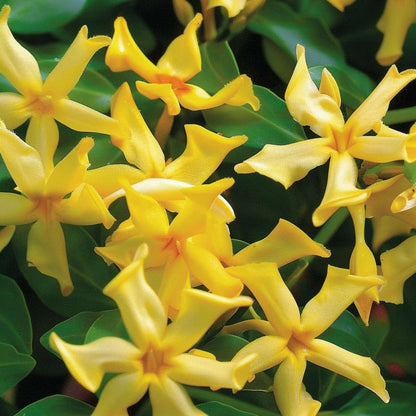 Star of Jasmine - 6 pcs. - Trachelospermum jasminoides - Height 25-40cm - ⌀9cm