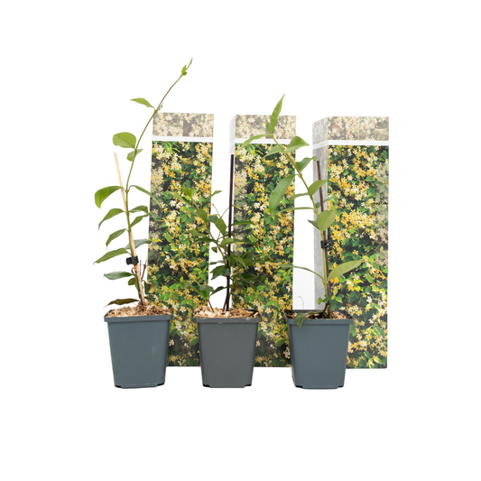 Star of Jasmine - 3 pcs. - Trachelospermum jasminoides - Height 25-40cm - ⌀9cm