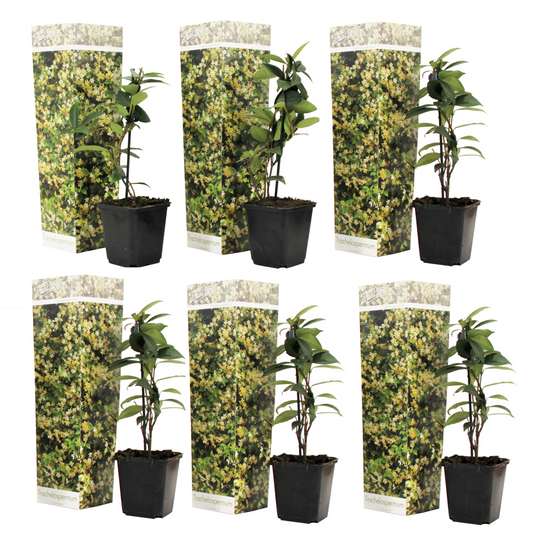 Star of Jasmine - 6 pcs. - Trachelospermum jasminoides - Height 25-40cm - ⌀9cm
