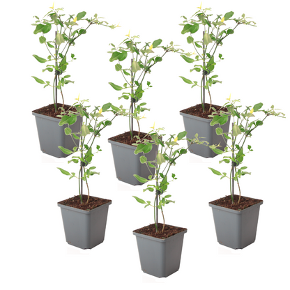 Jasmine - 6 pcs. - Jasminum 'Summer Scent' - Height 25-40cm - ⌀9cm