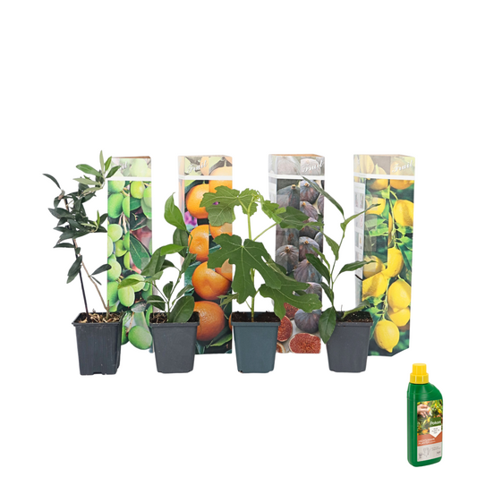 Medi Mix with Pokon - 4 pcs. - Medi Mix - Pokon - Height 25-40cm - ⌀9cm