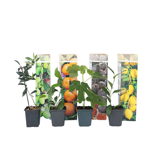 Medi Mix - 8 pcs. - Citrus cal., citrus limon, ficus, olea - H25-40cm - ⌀9cm