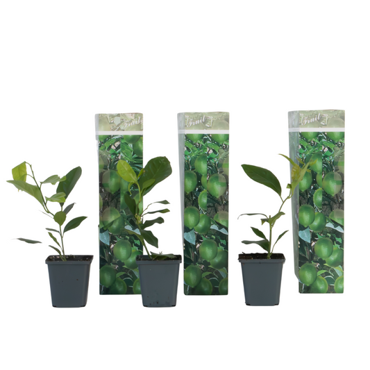 Lemon tree - 3 pcs - Citrus limon - Height 25-40cm - ⌀9cm