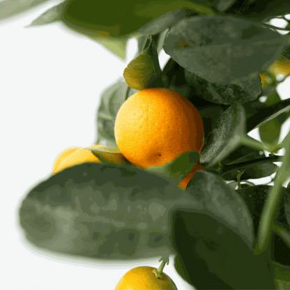 Oranger - Lot de 3 - Citrus mitis Calamondin - Hauteur 25-40cm - ⌀9cm