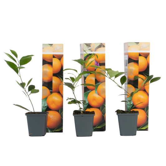Orange tree - 3 pcs - Citrus mitis Calamondin - Height 25-40cm - ⌀9cm