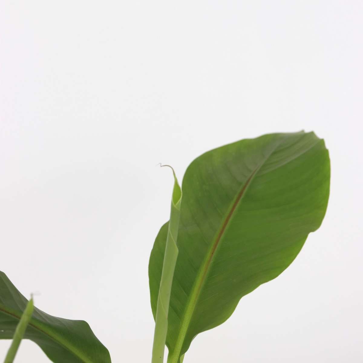 Bananier du Japon - Set de 2 - Musa basjoo - Hauteur 25-40cm - ⌀9cm