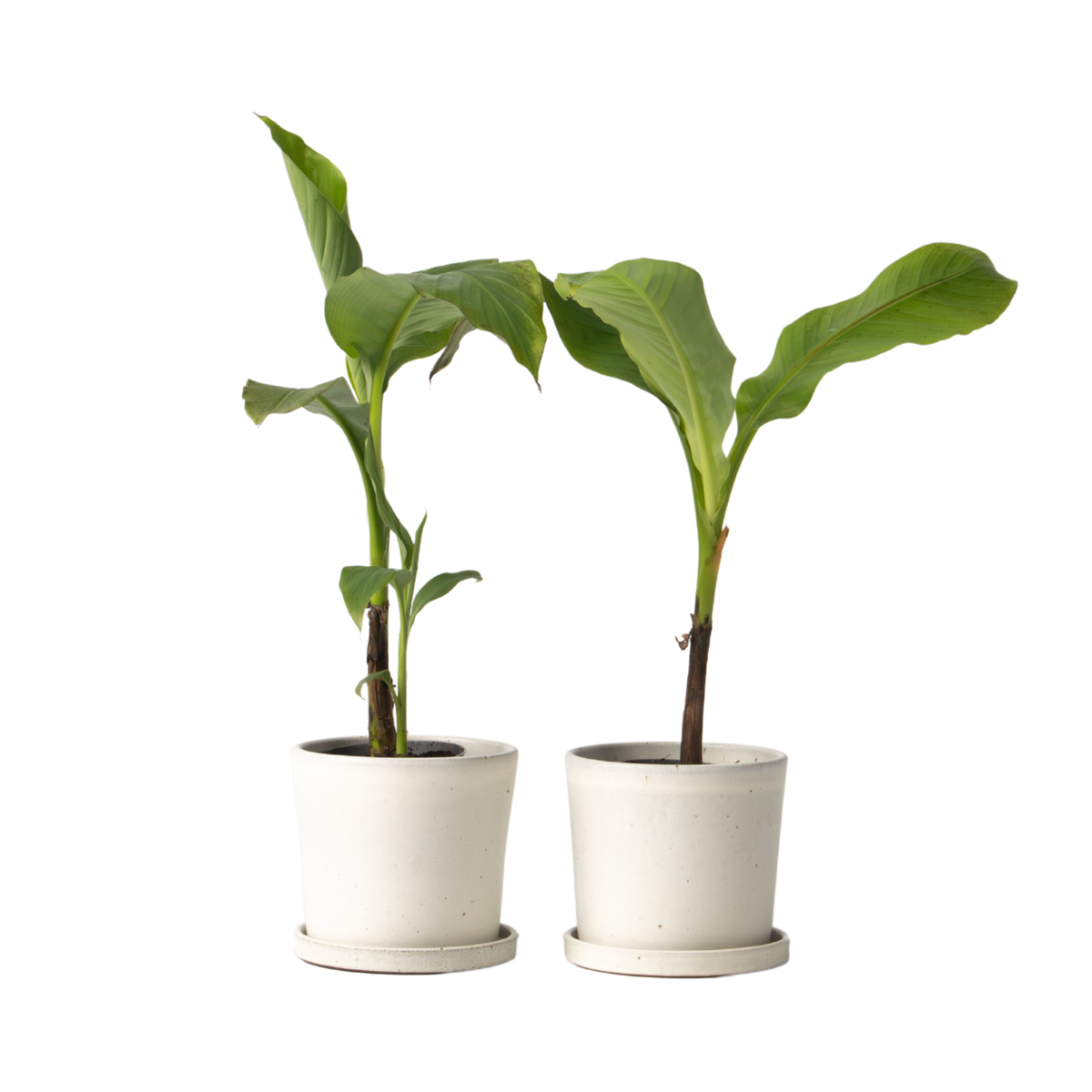 Bananier du Japon - Set de 2 - Musa basjoo - Hauteur 25-40cm - ⌀9cm