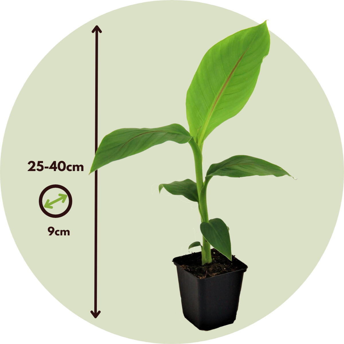 Hardy Banana - 3 pcs. - Musa basjoo - Height 25-40cm - ⌀9cm