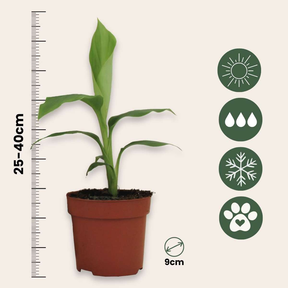 Hardy Banana - 3 pcs. - Musa basjoo - Height 25-40cm - ⌀9cm
