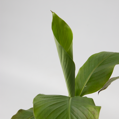 Bananier du Japon - Set de 6 - Musa basjoo - Hauteur 25-40cm - ⌀9cm