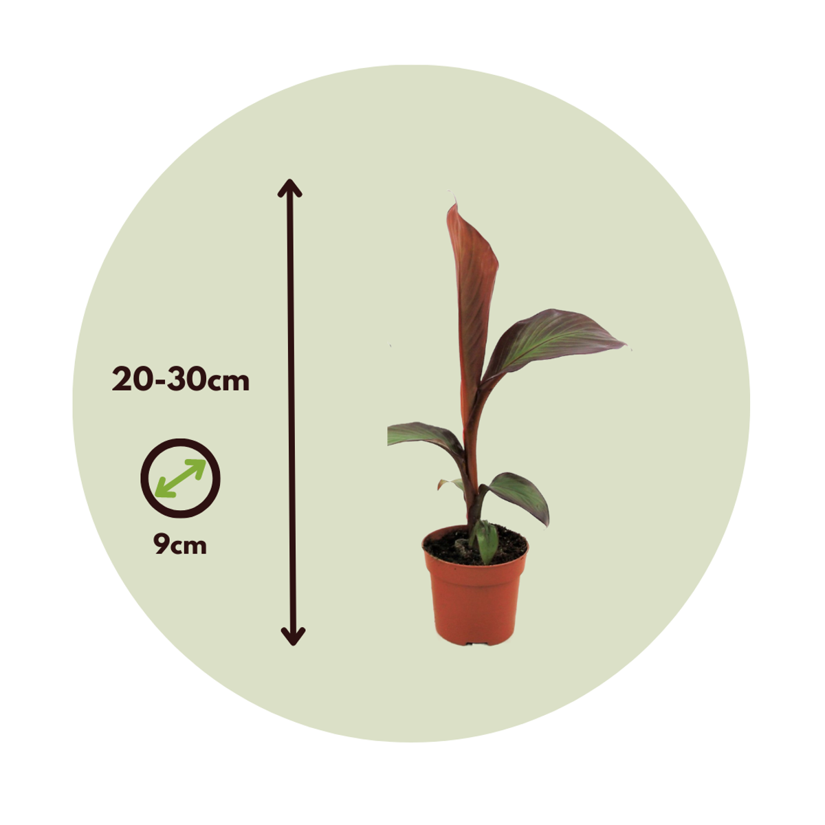Abyssinian Banana - 2 pcs. - Ensete ventricosum 'Maurelli' - H20-30cm - ⌀9cm