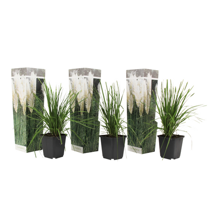 Herbe de la Pampa - Set de 3 - Cortaderia selloana - Hauteur 25-40cm - ⌀9cm