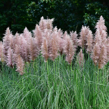 Herbe de la Pampa - Set de 6 - Cortaderia selloana - Hauteur 25-40cm - ⌀9cm - TD Plantz
