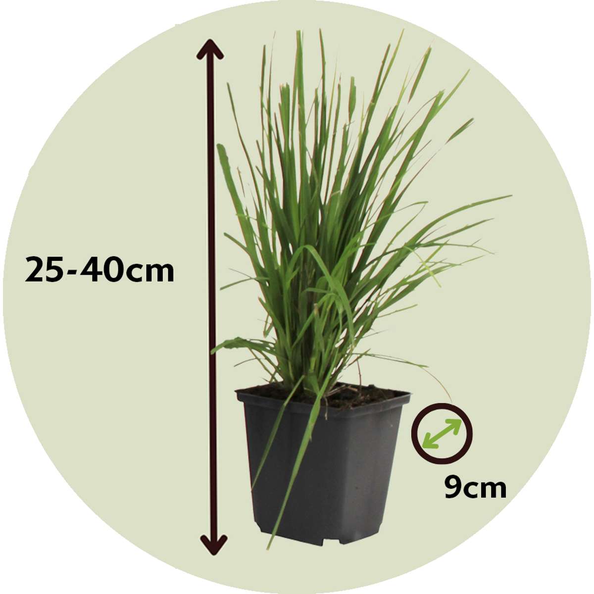 Pampasgrass - 3 pcs. - Cortaderia selloana - Height 25-40cm - ⌀9cm