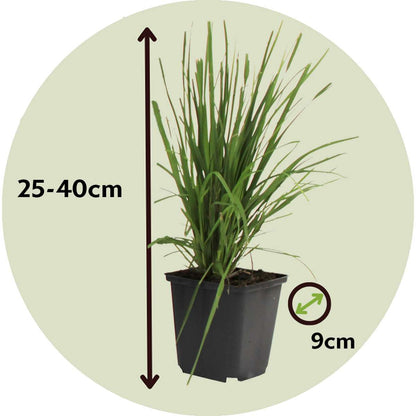 Pampasgrass - 3 pcs. - Cortaderia selloana - Height 25-40cm - ⌀9cm