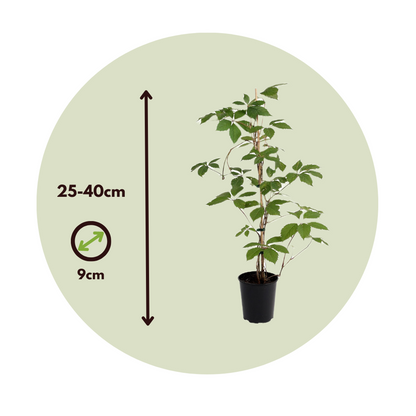 Virginia creeper - 3 pcs. - Parthenocissus quinquefolia - Height 25-40cm - ⌀9cm