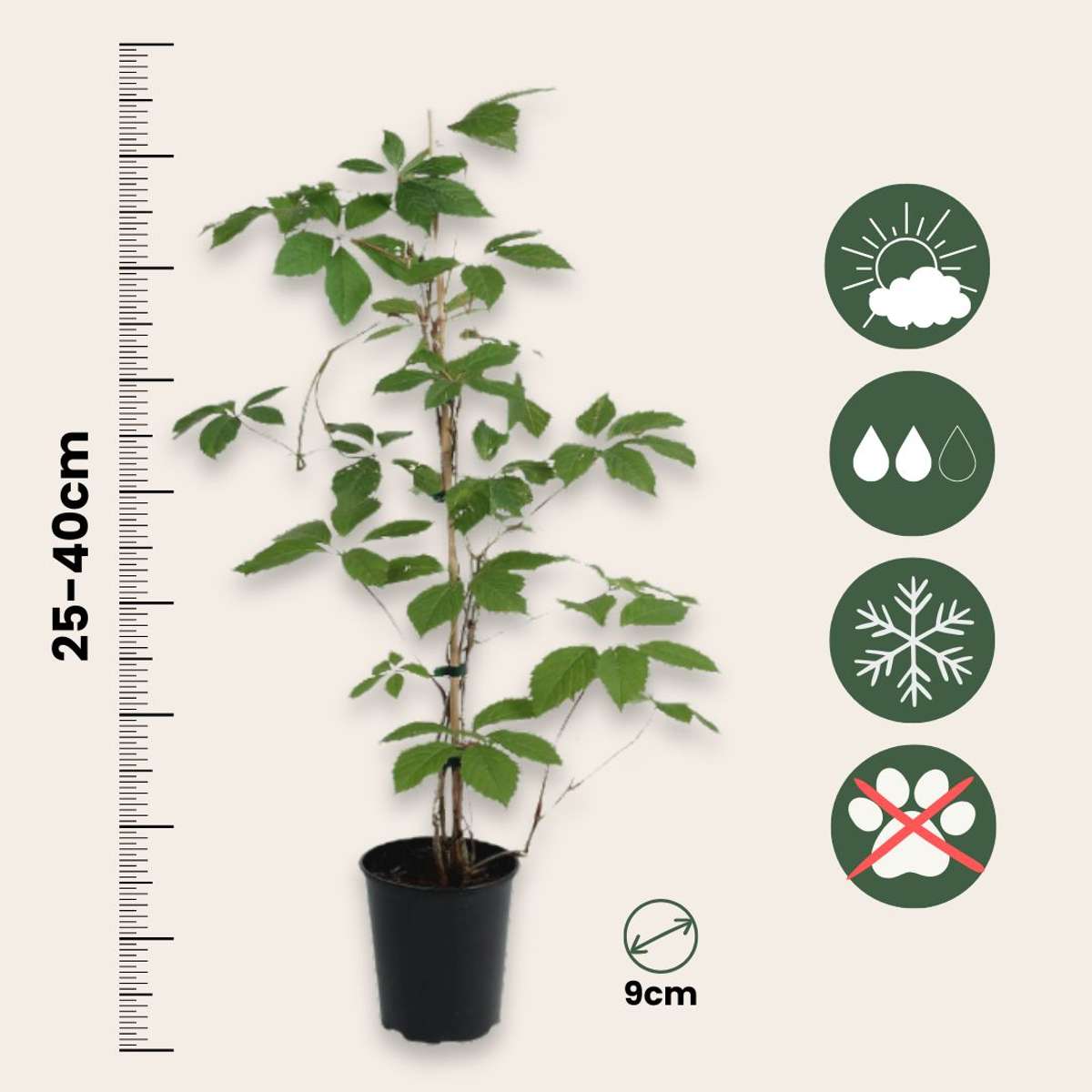 Vigne vierge - Set de 3 - Parthenocissus quinquefolia - Hauteur 25-40cm - ⌀9cm