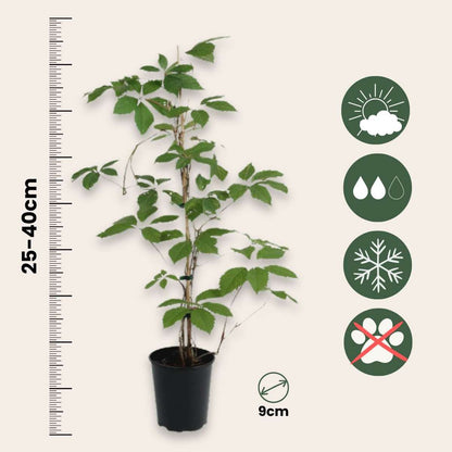 Vigne vierge - Set de 3 - Parthenocissus quinquefolia - Hauteur 25-40cm - ⌀9cm
