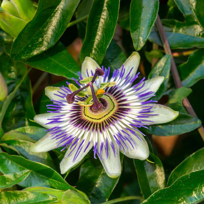 Passiflore - Set de 6 - Passiflora hybridum - Hauteur 25-40cm - ⌀9cm
