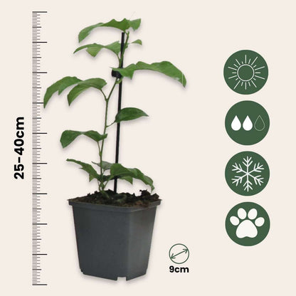 Passiflore - Set de 3 - Passiflora edulis 'Frederick' - Hauteur 25-40cm - ⌀9cm