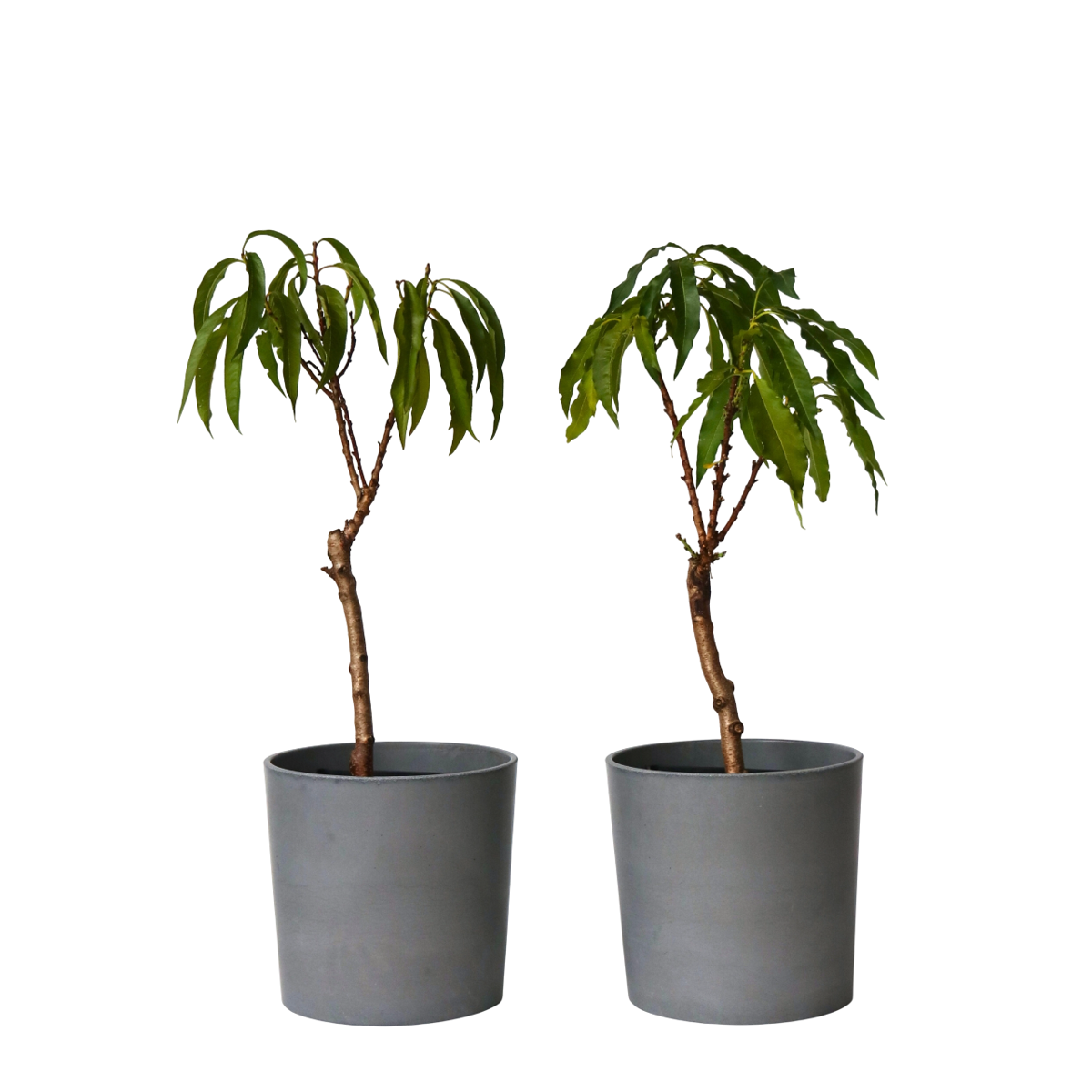 Peach Tree - 2 pcs. - Prunus Bonanza, Saturne - Height 60-70cm - ⌀15cm