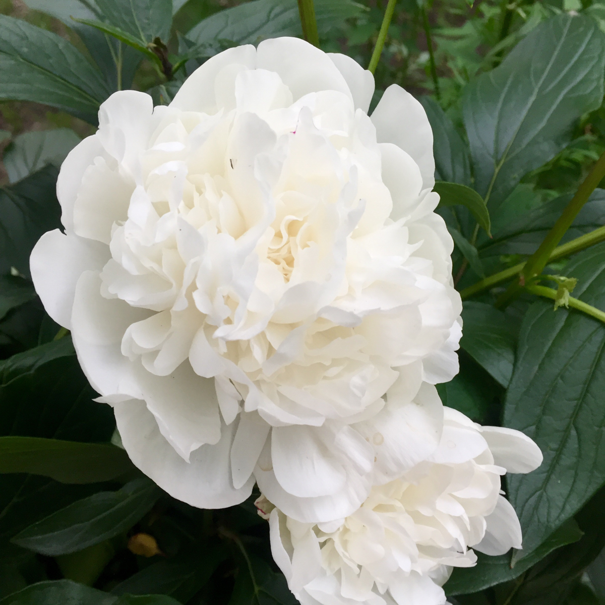Peony - 3 pcs. - Paeonia officinalis - Height 0-40cm - ⌀9cm