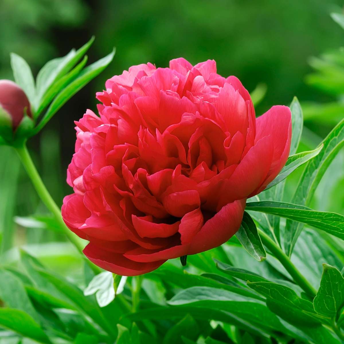 Peony - 3 pcs. - Paeonia officinalis - Height 0-40cm - ⌀9cm