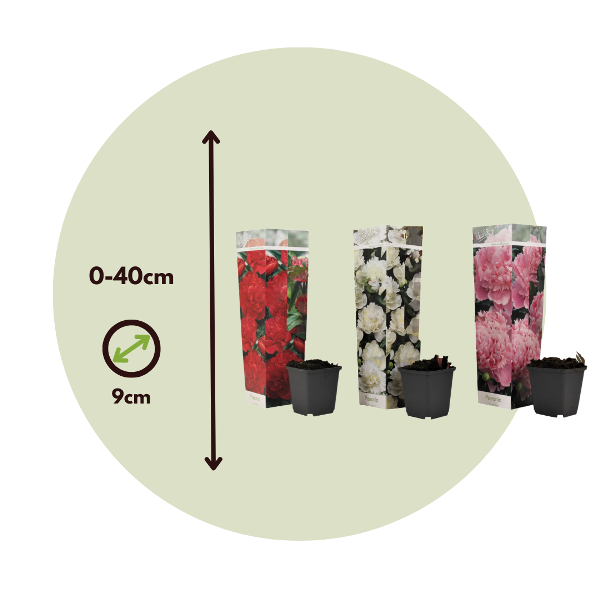 Pivoine - Set de 6 - Paeonia officinalis - Hauteur 0-40cm - ⌀9cm