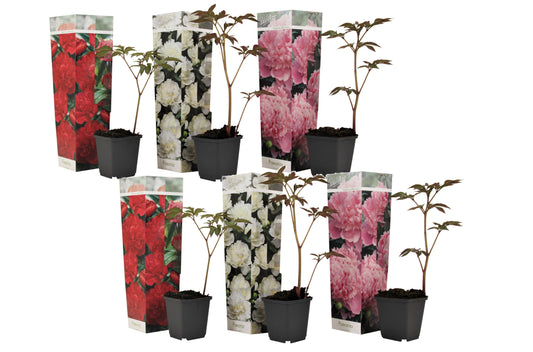 Peony - 6 pcs. - Paeonia officinalis - Height 0-40cm - ⌀9cm
