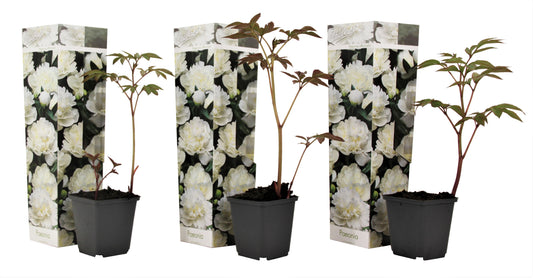 Peony - 3 pcs. - Paeonia officinalis 'Duchesse Nemours' - Height 0-40cm - ⌀9cm