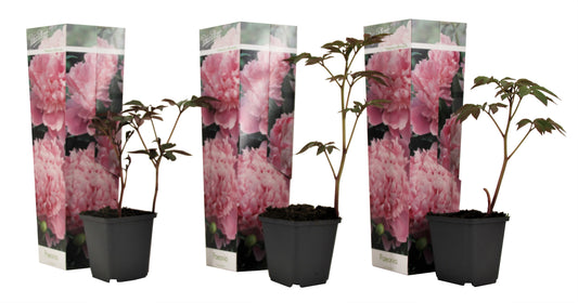 Peony - 3 pcs. - Peaonia officinalis 'Sarah Bernhardt' - Height 0-40cm - ⌀9cm