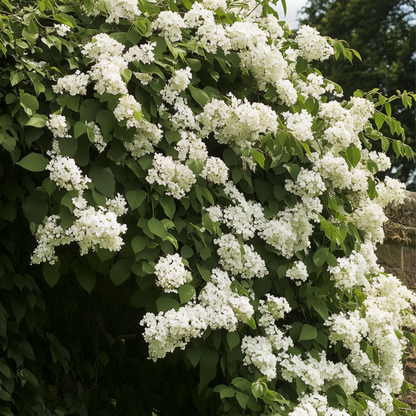 Hortensia grimpant - Set de 6 - Hydrangea anomale petiolaris - H25-40cm - ⌀9cm