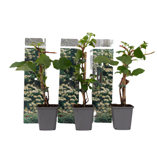 Hortensia - 3 pcs. - Hydrangea anomale petiolaris - Height 25-40cm - ⌀9cm